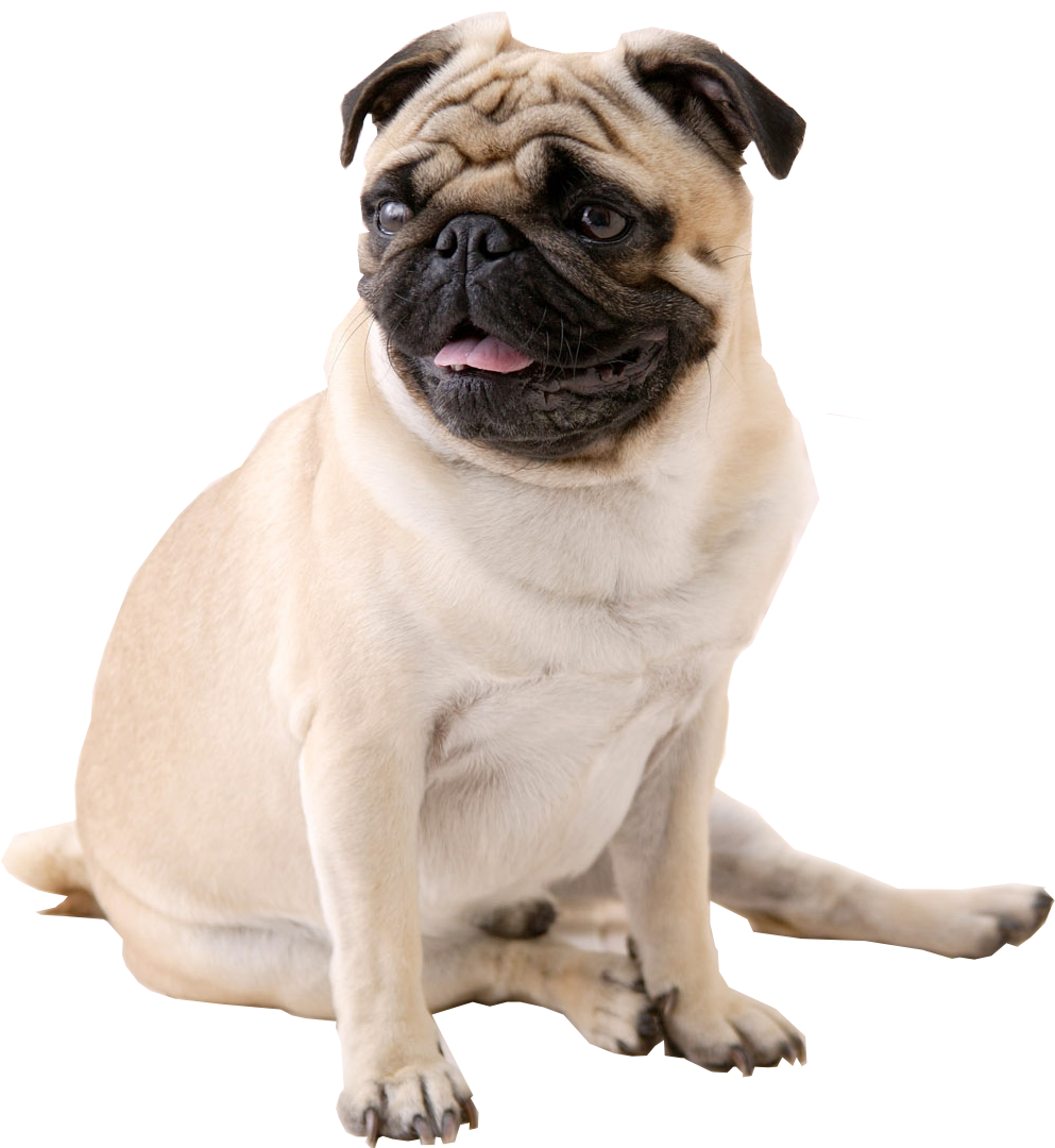 Pug