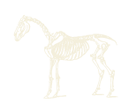 caballo